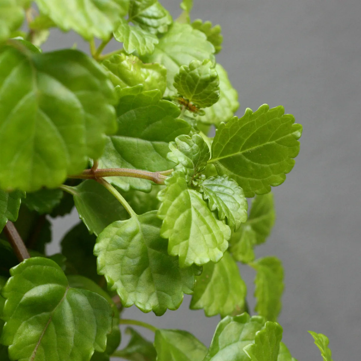 Creeping Charlie in Hanging Basket