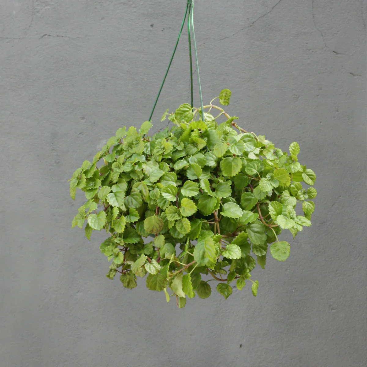 Creeping Charlie in Hanging Basket