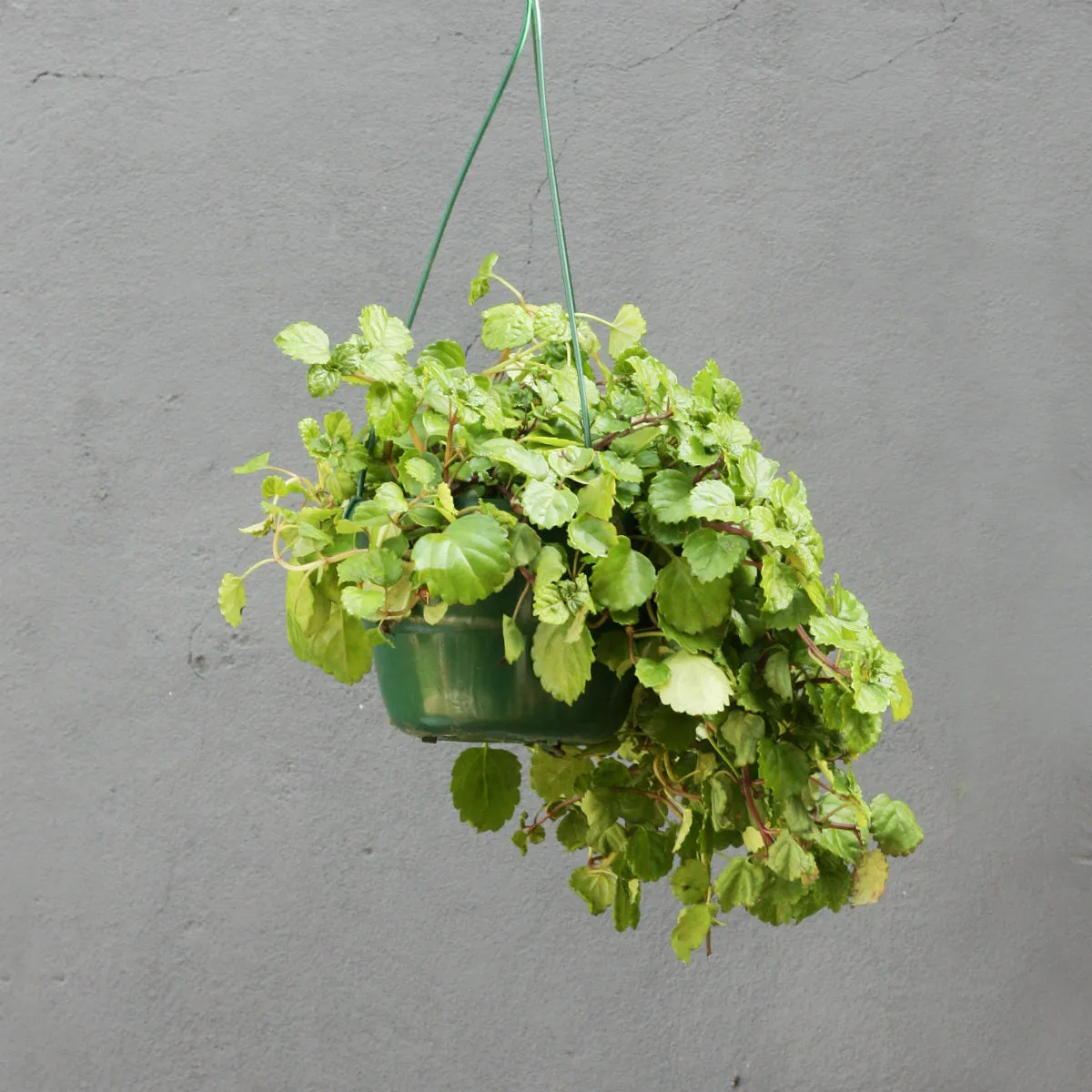 Creeping Charlie in Hanging Basket