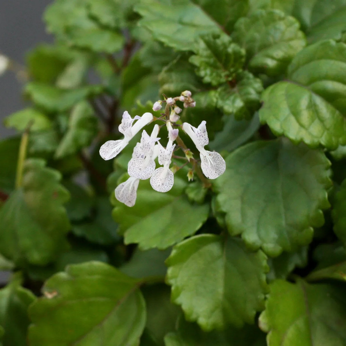 Creeping Charlie in Hanging Basket